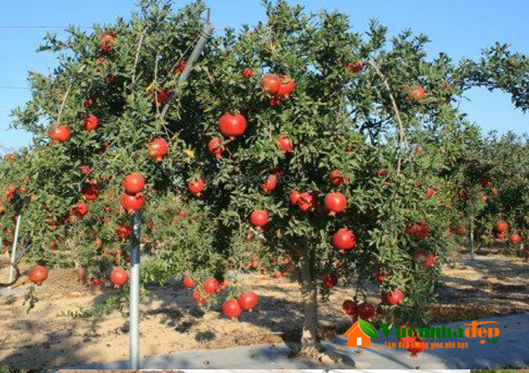 Hướng dẫn kỹ thuật trồng giống lựu đỏ lùn Ai cập #14 Hướng dẫn kỹ thuật trồng giống lựu đỏ lùn Ai cập